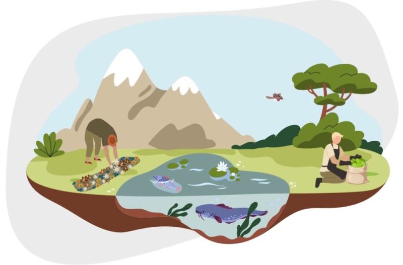 An elderly man kneels by the lake and plants flowers while fish swim in the water.