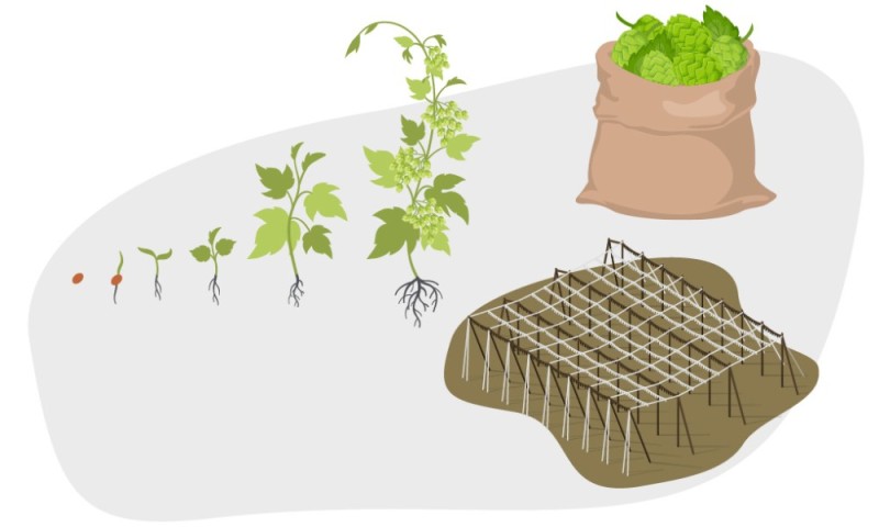 The life cycle of a plant from sowing to harvest. On the left are seeds, seedlings, and young plants; on the right is a sack full of harvest and a shelter.