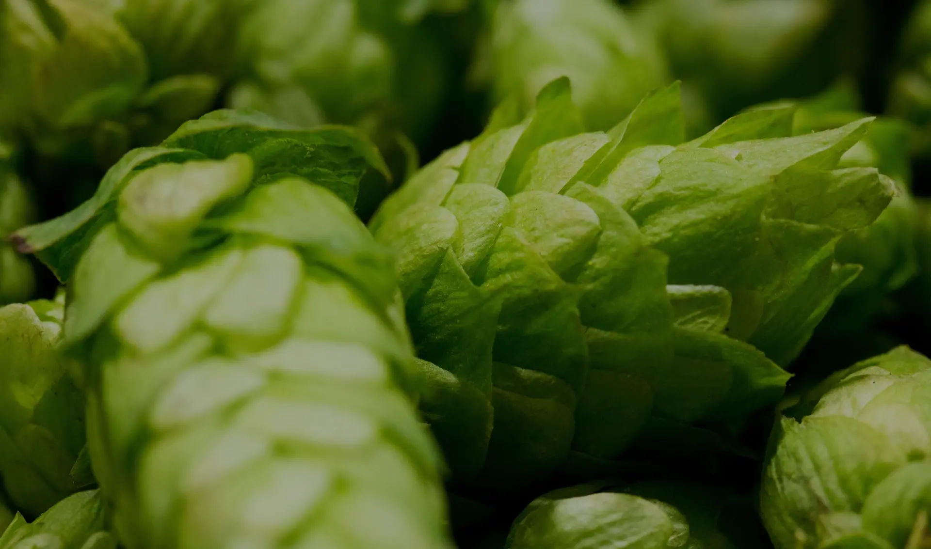 Close-up view of fresh green hops with a detailed texture, typically used in brewing beer.