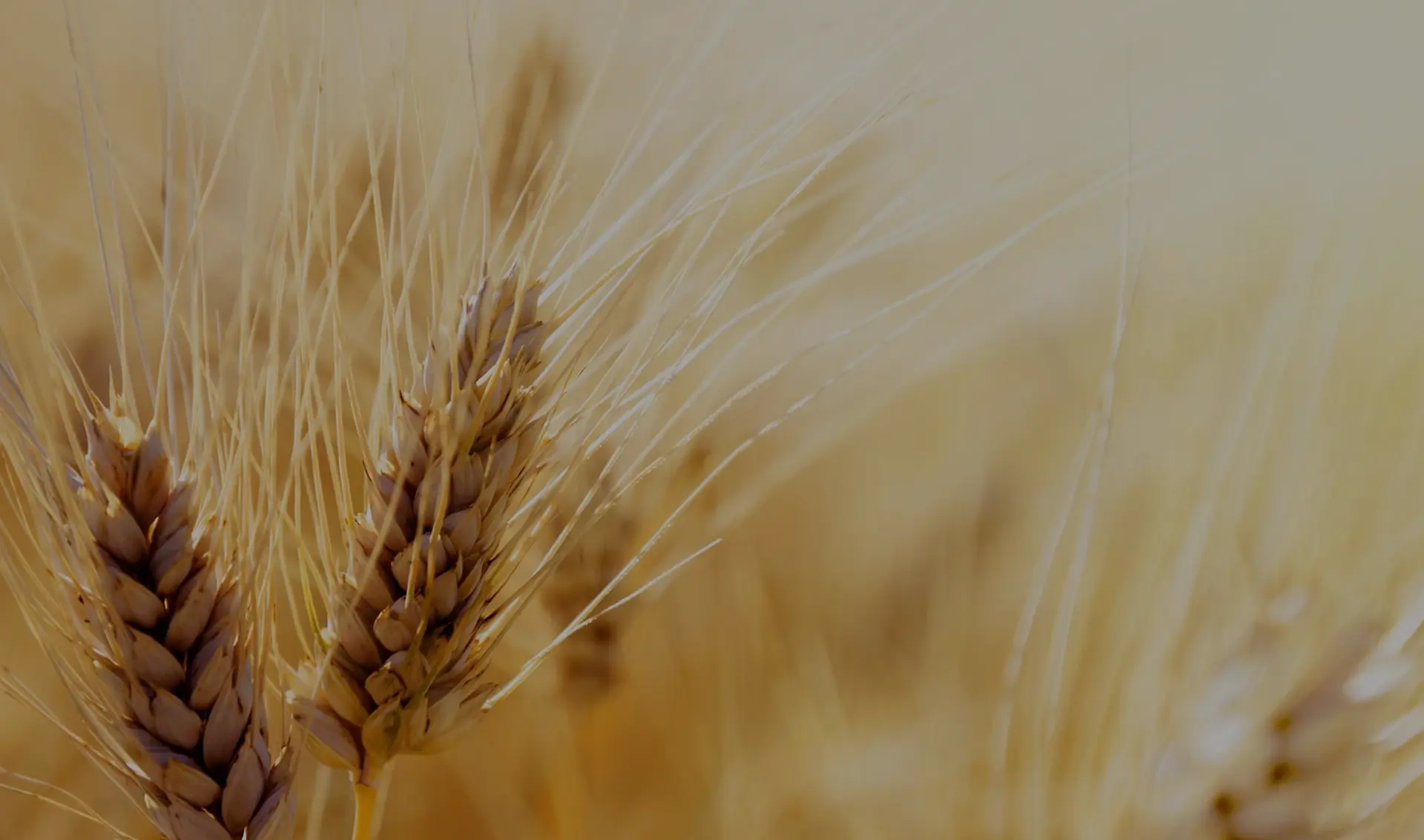 Close-up of golden wheat ears in a field, focusing on their detailed textures.