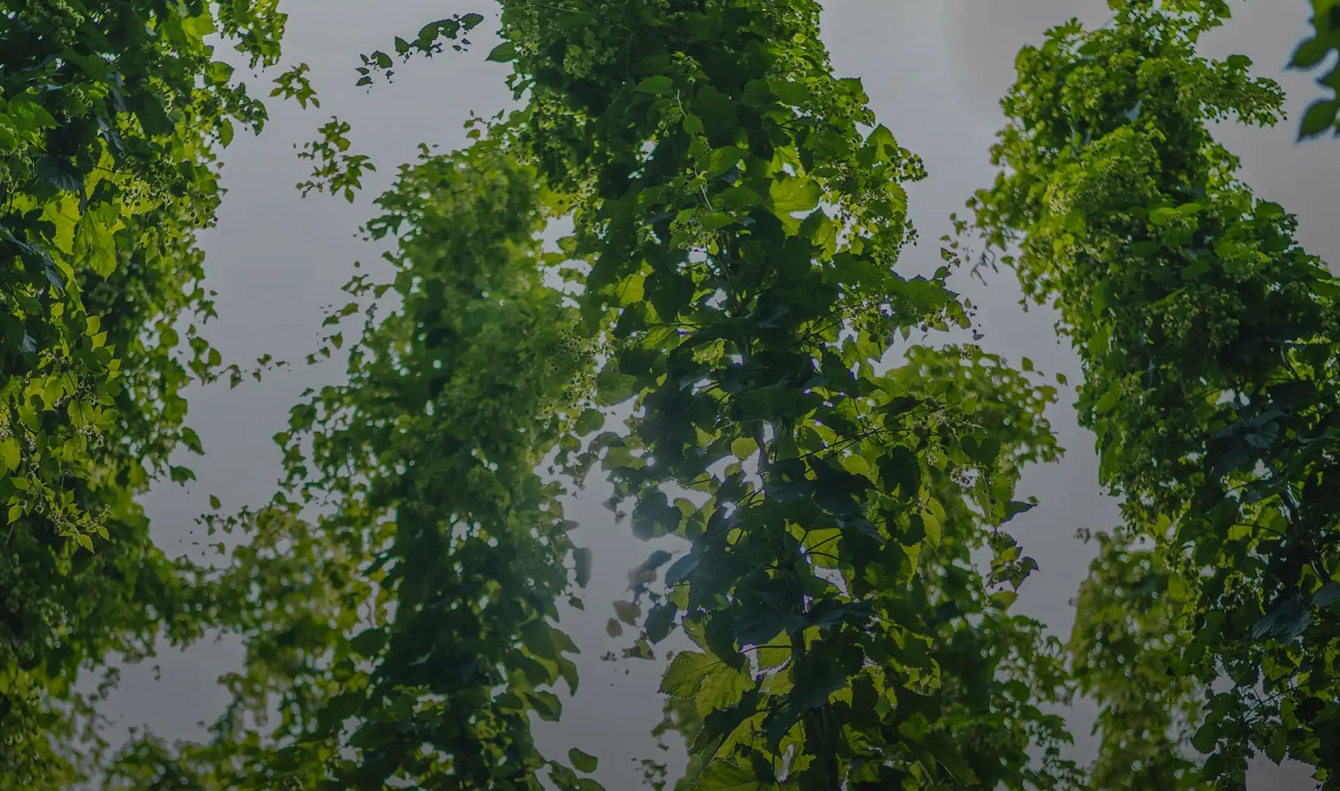 Three vertical sections of lush, overlapping green leaves against a bright sky.